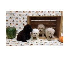 8 Weeks old Toy Poodle Puppies  (non shedding/ hypo allergenic breed)