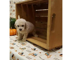 8 Weeks old Toy Poodle Puppies  (non shedding/ hypo allergenic breed) - 3