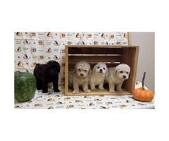 8 Weeks old Toy Poodle Puppies  (non shedding/ hypo allergenic breed) - 4