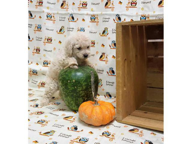 8 Weeks old Toy Poodle Puppies (non shedding/ hypo ...