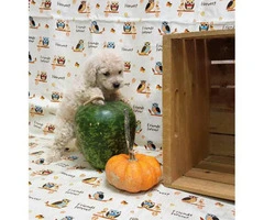 8 Weeks old Toy Poodle Puppies  (non shedding/ hypo allergenic breed) - 5