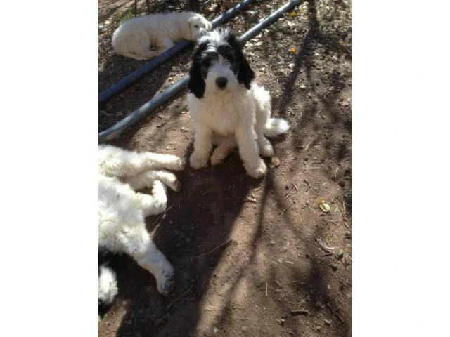 Pyredoodle for Sale - 3 males left - 1/3