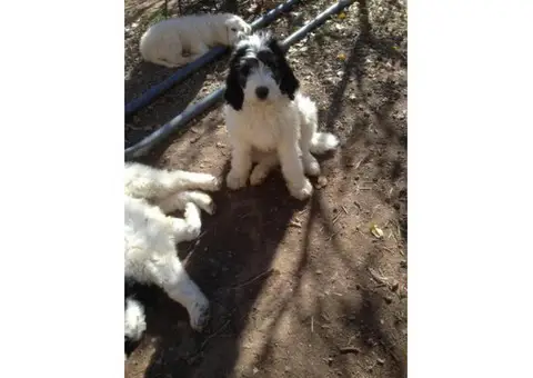 Pyredoodle for Sale - 3 males left
