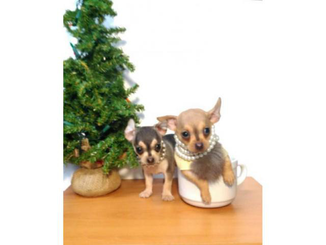 9 Weeks old Teacup Apple head chihuahua puppies in Chicago