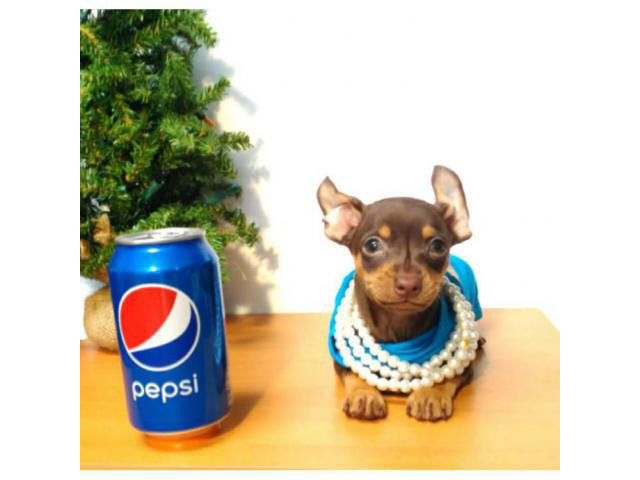 9 Weeks old Teacup Apple head chihuahua puppies in Chicago, Illinois - Puppies for Sale Near Me