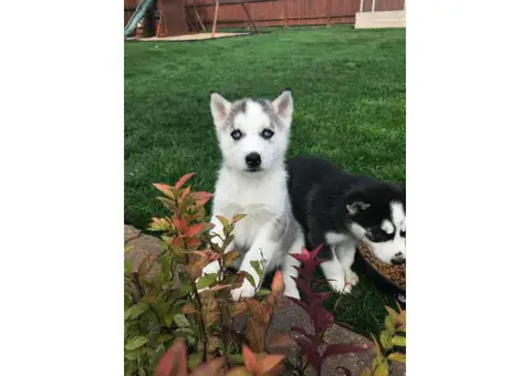 8 week old blue eyed husky puppies for sale