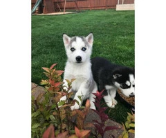 8 week old blue eyed husky puppies for sale