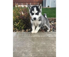 8 week old blue eyed husky puppies for sale - 5