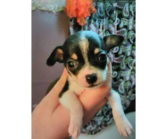 Full blooded chihuahua black/white male
