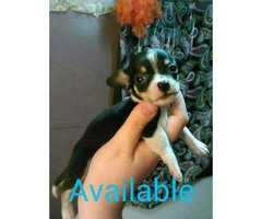 Full blooded chihuahua black/white male - 2