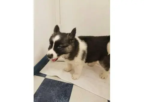 8 week old Alusky Puppies for Sale