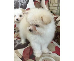 Adorable Male Pom Puppies