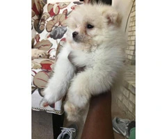 Adorable Male Pom Puppies - 3
