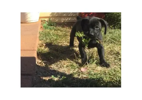 Beabulls puppies available now