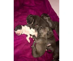 Pitbull for sale - 7 puppies available - 1