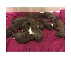 Pitbull for sale - 7 puppies available - 2