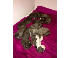 Pitbull for sale - 7 puppies available - 3