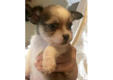 Shichi Puppies 2 males left