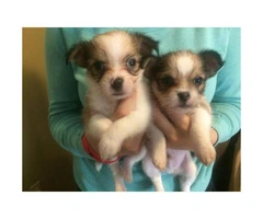 Shichi Puppies 2 males left