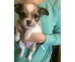 Shichi Puppies 2 males left