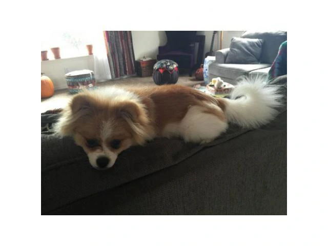 6 month old male pomeranian for sale