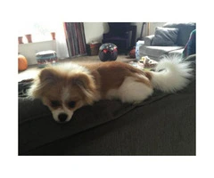 6 month old male pomeranian for sale - 1