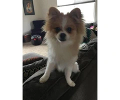 6 month old male pomeranian for sale - 2