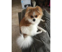 6 month old male pomeranian for sale - 3
