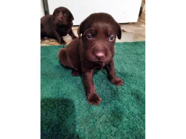 Chocolate lab puppy Westmoreland Puppies for Sale Near Me