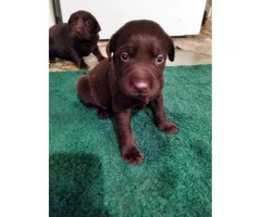 Chocolate lab puppy - 2