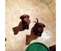Chocolate lab puppy - 4