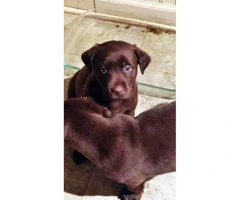 Chocolate lab puppy - 5