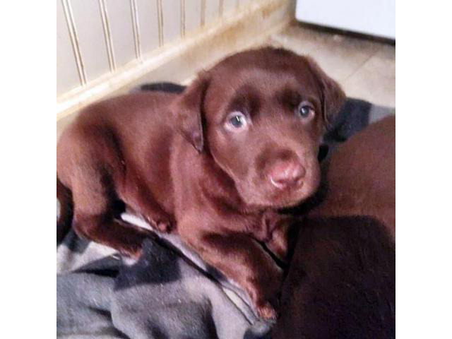 Chocolate lab puppy Westmoreland Puppies for Sale Near Me