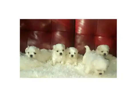 Malshi puppies for sale