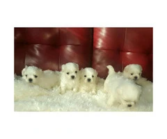 Malshi puppies for sale