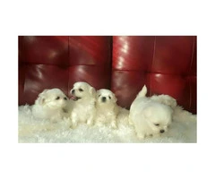 Malshi puppies for sale - 2