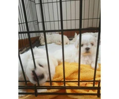 Malshi puppies for sale - 3