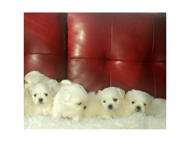 Malshi puppies for sale in Chicago, Illinois - Puppies for ...