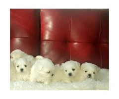 Malshi puppies for sale - 4