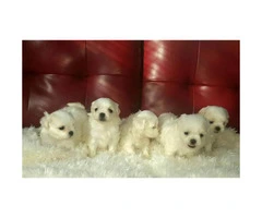Malshi puppies for sale - 5