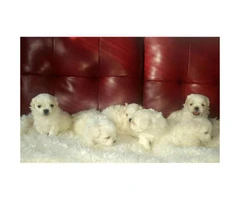 Malshi puppies for sale - 8