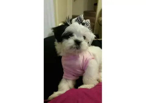Shitzu puppy for sale in Ohio