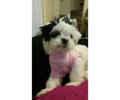 Shitzu puppy for sale in Ohio