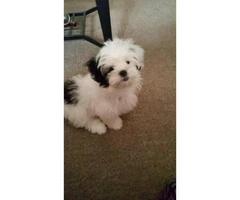 Shitzu puppy for sale in Ohio - 2