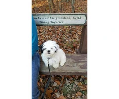 Shitzu puppy for sale in Ohio - 3