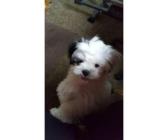 Shitzu puppy for sale in Ohio - 4