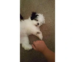 Shitzu puppy for sale in Ohio - 5