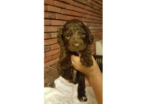 AKC registered Cocker Spaniels puppies