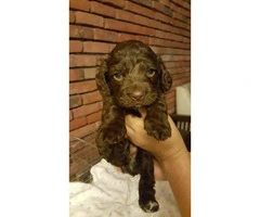 AKC registered Cocker Spaniels puppies