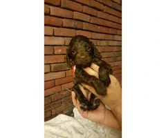 AKC registered Cocker Spaniels puppies - 2